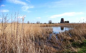 River and reeds at St Benet's Abbey
